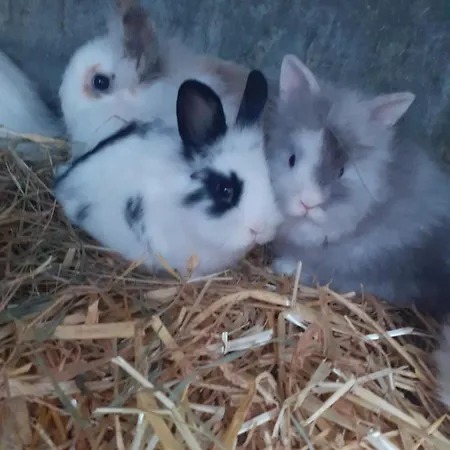 A La Ferme Tatil Evi Pillac